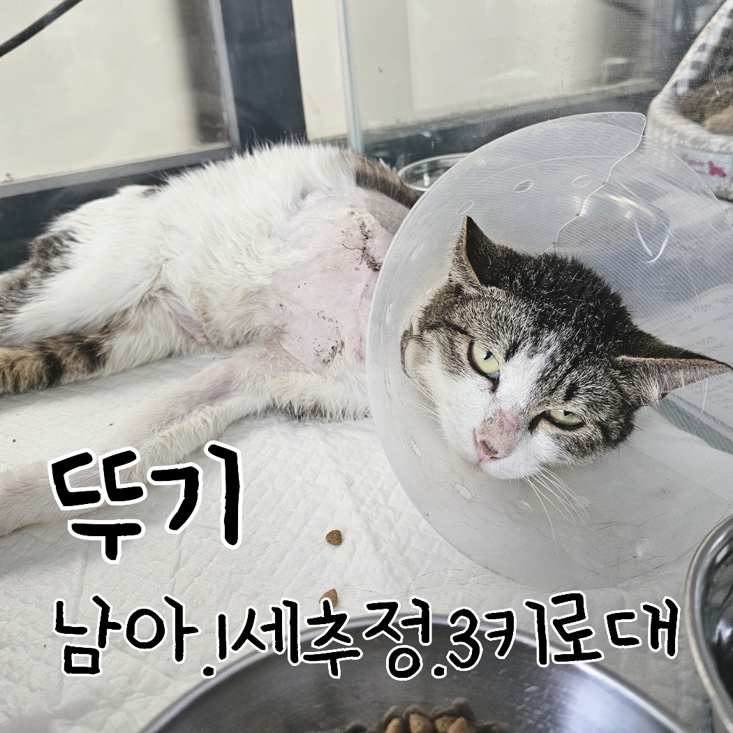 장성군동물보호센터_446498202300242